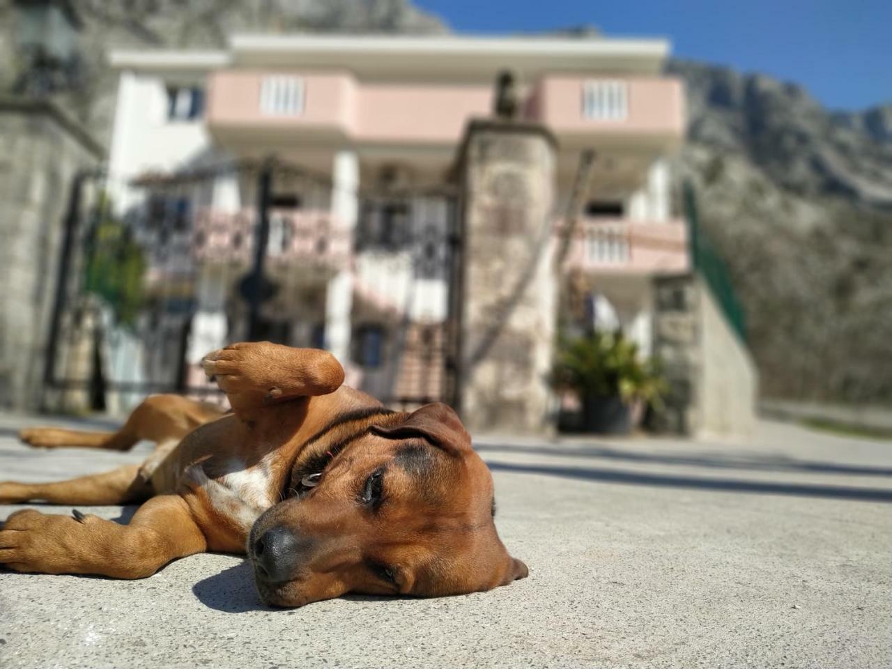 Apartments Dakovic M Kotor Zewnętrze zdjęcie