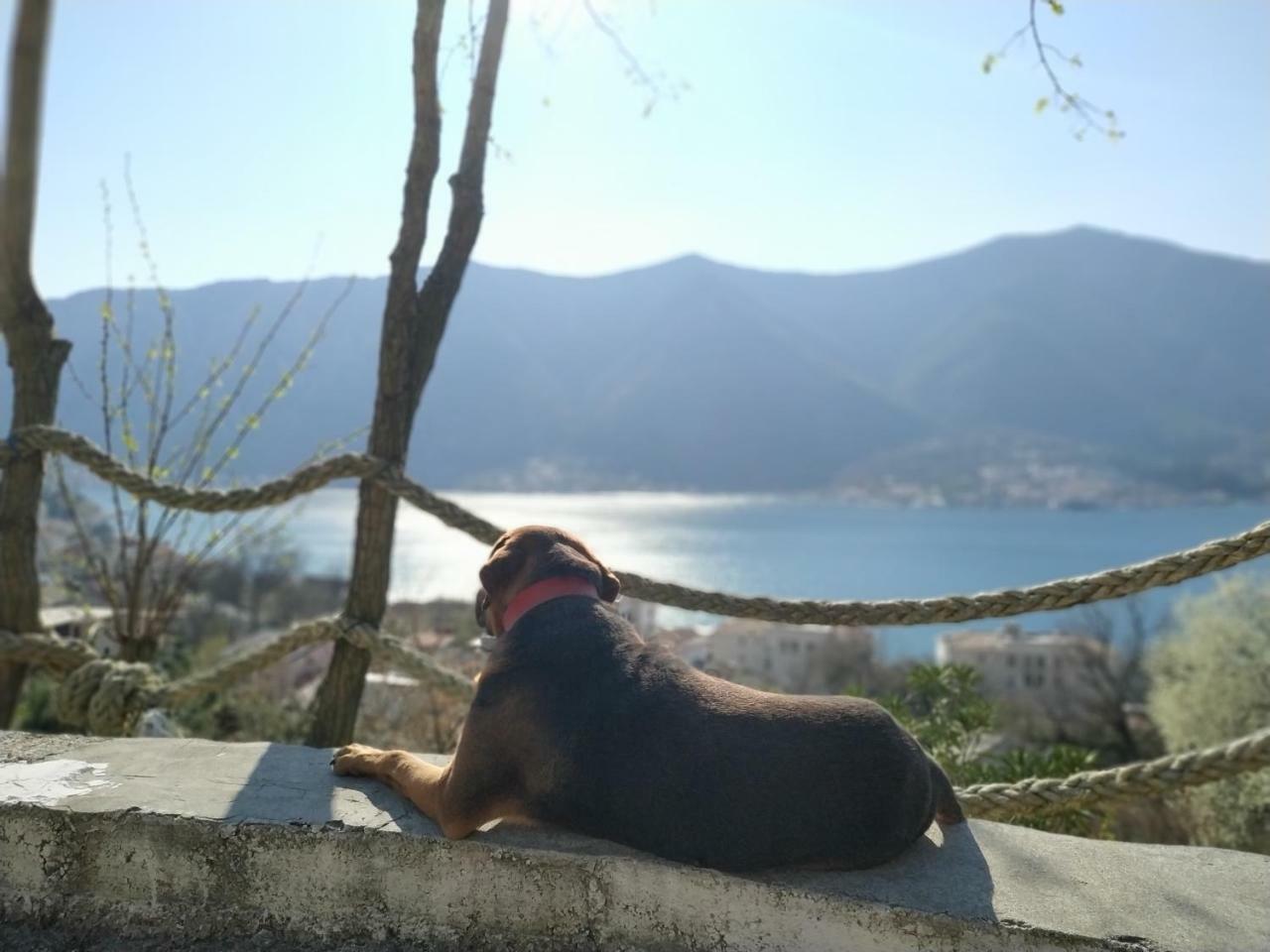 Apartments Dakovic M Kotor Zewnętrze zdjęcie